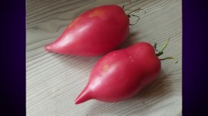 Каталог томатов на 2026 год. Новинки 2025 года. Часть 4. СКИДКИ на СЕМЕНА!  т. 89229284031