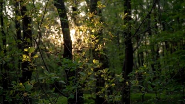 Музыкальная релаксация смотреть онлайн