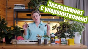 Укоренители и стимуляторы роста: сравниваем препараты и народные рецепты