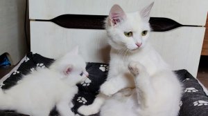 Мама-кошка и её любимые котята. Белый котёнок играет со своей матерью.