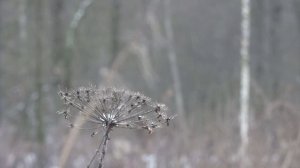 Медвежьими тропками или Косолапая зима