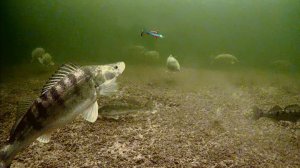 СЕРДЦЕ ЗАМИРАЕТ В ТАКИЕ МОМЕНТЫ! ОГРОМНЫЙ СУДАЧАРА ЗАХОТЕЛ СОЖРАТЬ ВИБ