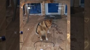 1000042751.mp4 (Собака наблюдает за лайфхаками при строительстве дома А-фрейм)