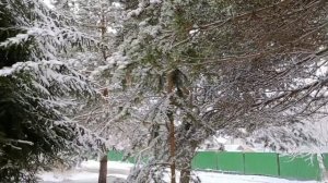 #зимняя сказка и красота леса