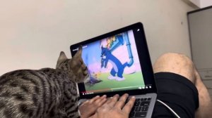 Кот забавно реагирует на Тома и Джерри