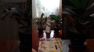 Таро.Кто и что задумал.