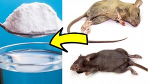 Как избавиться от мышей и крыс навсегда За 3 Секунды.!.