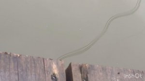 Спортзона.Поимки