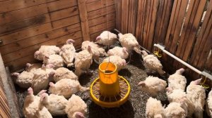 Декабрьские отёлы начались! Кого нам принесла Маргошка