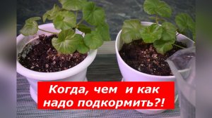 Разгоняем рост и цветение пеларгонии парой копеечных средств!