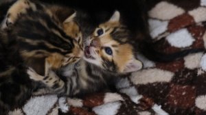 Первые шаги, первые проделки! Милые котятки.