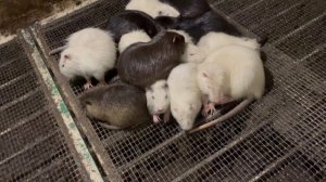 НАВОЗ ТРИ МЕСЯЦА НЕ ЧИСТИЛ НА ФЕРМЕ ЗА НУТРИЯМИ