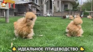 Идеальное птицеводство достойно восхищения 🐓🦆🦢🦚🦃🐔 эпизод (423)