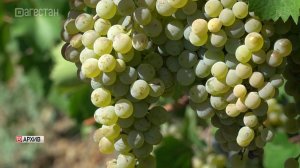 Переработчики винограда в Дагестане уплатили 8,5 млрд рублей налогов за 10 месяцев 2025 года