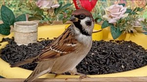 Видео для Кошек (Птицы на кормушке)