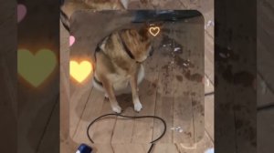 1000042749.mp4 (Собака наблюдает за лайфхаками при строительстве дома А-фрейм)