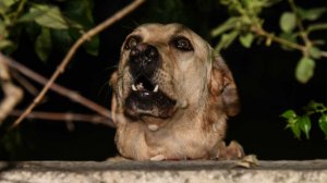 Собаки загрызли младенца сразу после его рождения