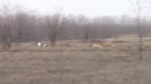 Охота с борзыми в Волгоградской области.Сезон(2025-2026)2часть