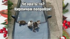 Анекдоты, юмор, статусы, приколы 😁