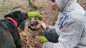 Окрестности Гостагаевской, лес на горе, прогулка с собаками.