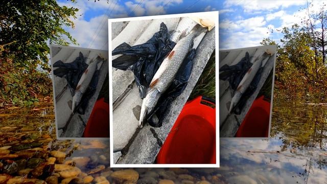 13-Презентация Дмитрия Фёдорова