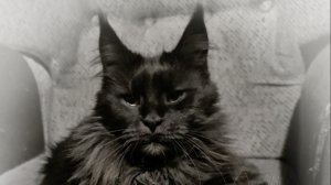 Чемпион Одри King Size главная кошка питомника