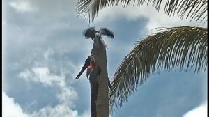 Гиацинтовые ара и зеленокрылые ара в Пантанале