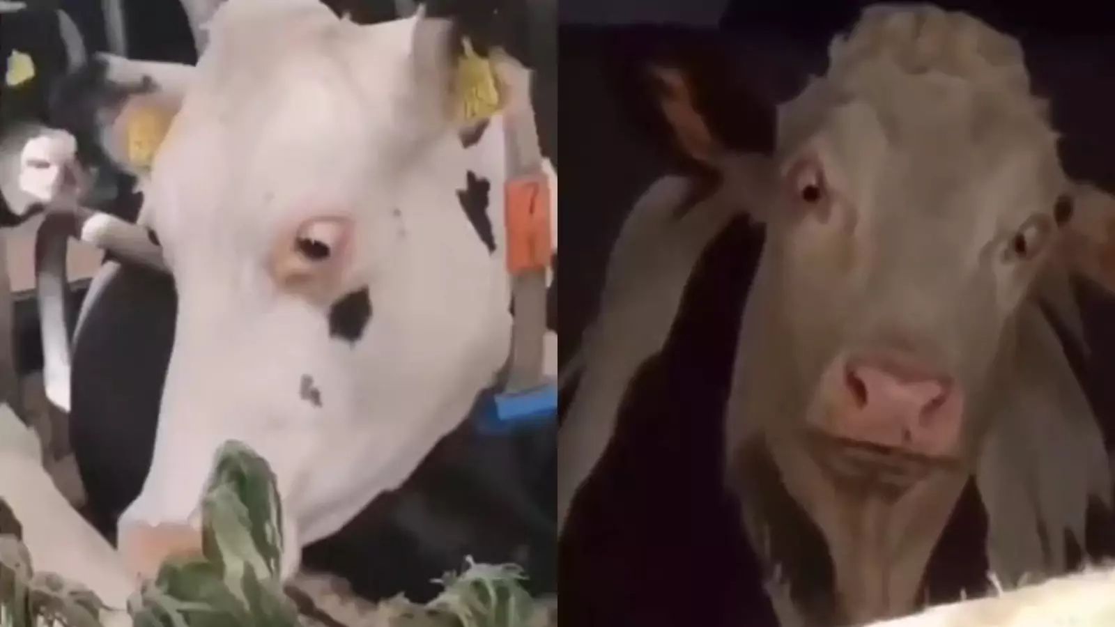 Снова играем с сестрой в майнкрафт на этот раз мы кое что решили сделать!!!