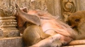 Piggy достигла цели и надолго припала к ... 1000042725.mp4