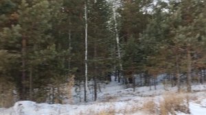 НЕМНОГО ЗИМНЕГО ЛЕСА