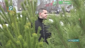 "Ёлки зелёные": в Старом Осколе открываются ёлочные базары