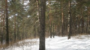 Погода в Сибири. Зима. Декабрь. Метель, буран, вьюга, снегопад. Кузбасс. Герань, бегония. Цветы