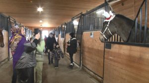 Кони-лекари: как иппотерапия дарит радость детям с ОВЗ?