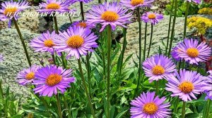 Идеальная Красота (Ремейк). Усилитель Женской Красоты. Скрытые Аффирмации. Саблиминал.