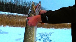 Самая большая щука поймана! Завесил монстра и офигел от результата.