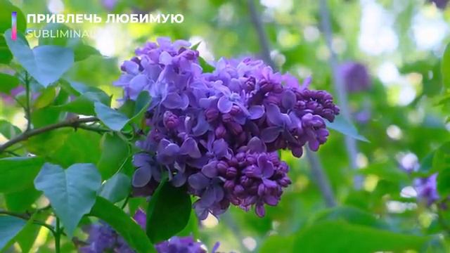 Привлечь Любимую*Привлечь Избранницу (для мужчин)* [не магия]*Скрытые аффирмации. Саблиминал.