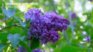 Привлечь Любимую*Привлечь Избранницу (для мужчин)* [не магия]*Скрытые аффирмации. Саблиминал.