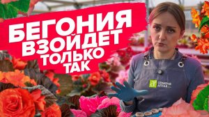 КАК ВЫРАСТИТЬ БЕГОНИЮ ИЗ СЕМЯН