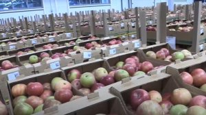 Краснодарский край направил 12 тонн яблок для жителей Курской и Белгородской областей