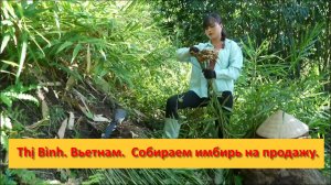 Thị Bình. Вьетнам.  Собираем имбирь на продажу.