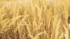 Конец первой части и начало второй