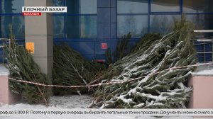 В Когалыме рассказали, как выбрать правильную ёлку