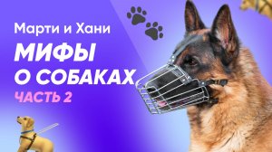 МИФЫ О СОБАКАХ / ЧАСТЬ 2 / НАМОРДНИК НОСЯТ ТОЛЬКО ЗЛЫЕ? / ЛАБРАДОР НЕ МОЖЕТ УКУСИТЬ /ШЕРСТЬ НАВСЕГДА