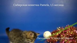 Сибирская кошечка Pamela, 1,5 месяца, окрас черный пятнистый с белым