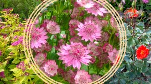 Какие многолетние растения цветут в июле.