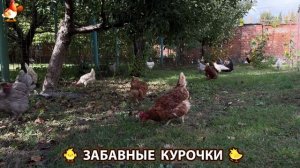 Забавные курочки несушки на сельском подворье 🤗😂😜 (53)