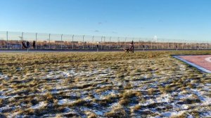 Ингерманландия ЦЕРТАИНЛУ БЬЮТИ +++ №61. САНКТ-ПЕТЕРБУРГ 12 декабря`25 Моно немецких овчарок