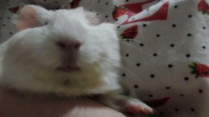 почему морская свинка любит сидеть на ручках?