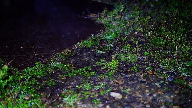 Расслабляющий шум дождя и ветра, 3 часа