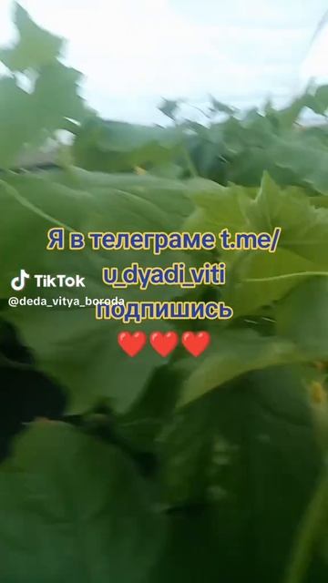 Все нормально я в телеграмме. Подпишись. #огурцы #теплица #сад #огород #дача #дядявитя